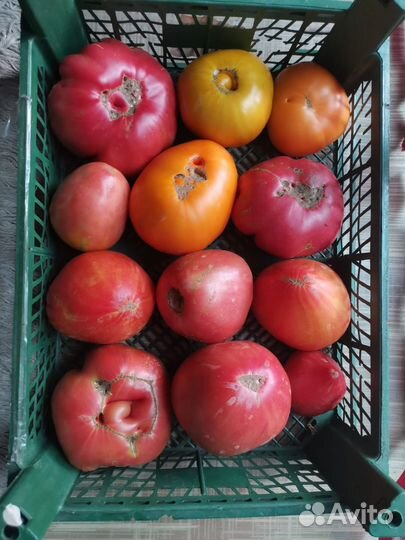 Помидоры домашние