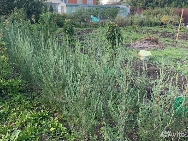 Можжевельник блю эрроу