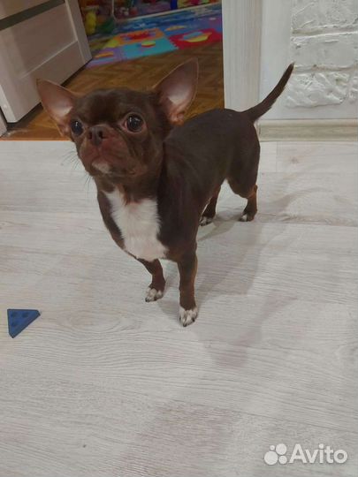 Вязка кобель чихуахуа