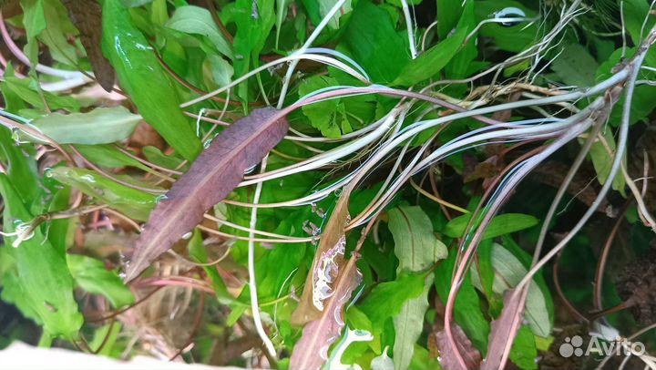 Аквариумные растения