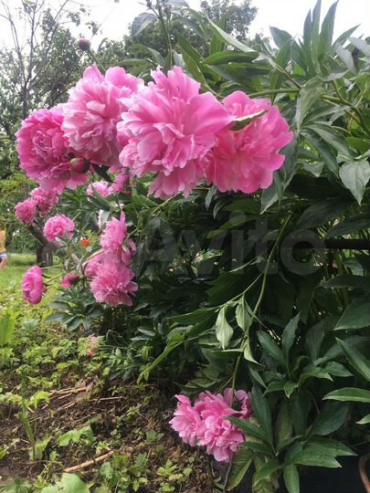 Дом 41,9 м² на участке 52 сот.