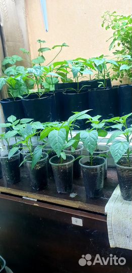 Перец Петра он же Реtеr рерреrсhili Willy