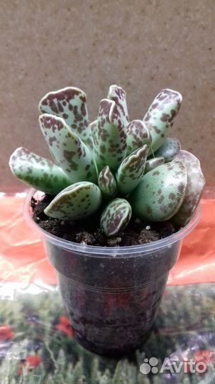 Адромискус