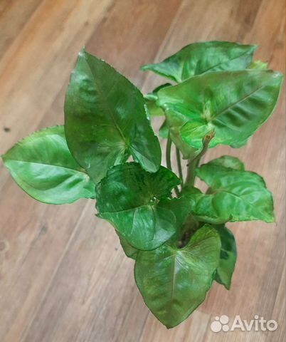 Сингониум Беби Ангел,Конфетти,Пинк Сплеш и другие