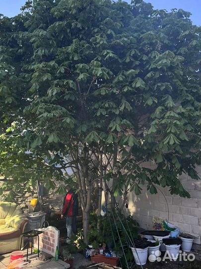 Рассада многолетних цветов