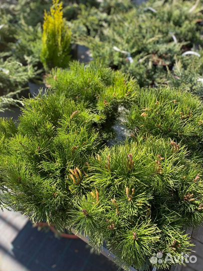 Сосна горная муго Пумилио. Муго Мугус