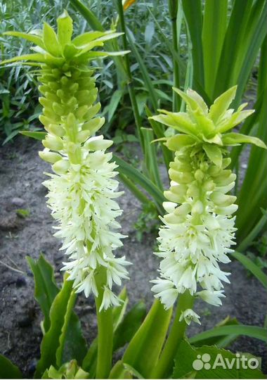 Эукомис белый клубни