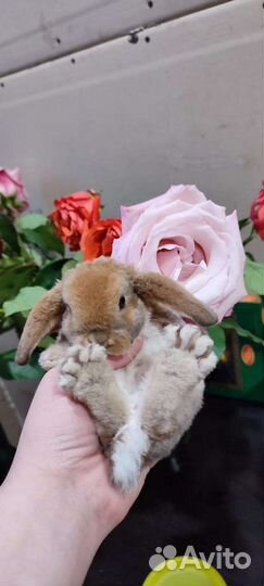 Декоративные карликовые крольчата