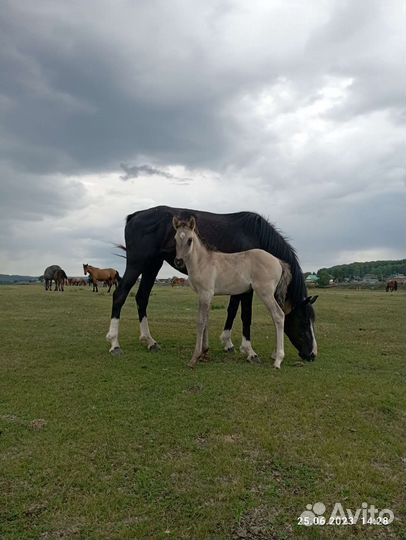 Кобыла с жерибёнком