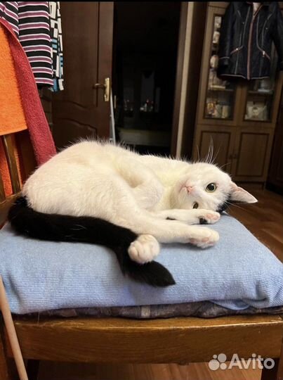 Кошки в добрые руки