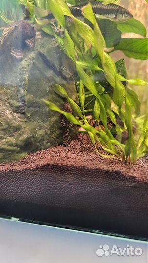 Сомики анцитрусы