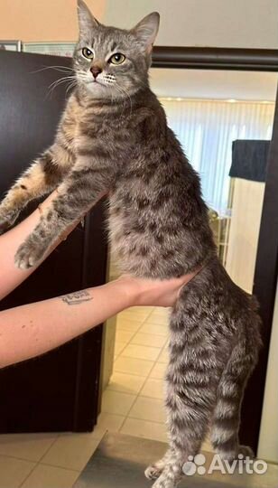 Мама с котятами в холодном подвале