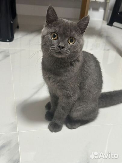 Шотландская кошка