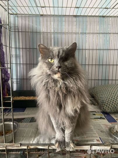 Кошка из приюта ищет дом