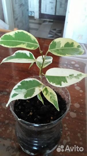 Домашние цветы