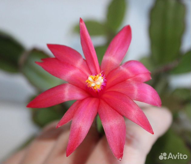 Домашние цветы