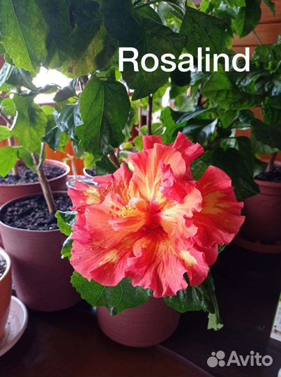 Сортовые гибискусы срезом