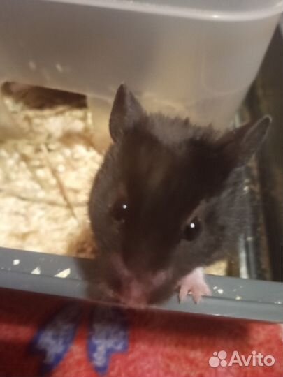 Сирийский хомяк