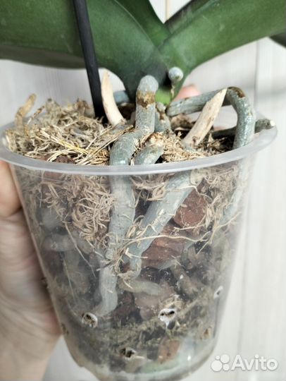 Орхидея фаленопсис