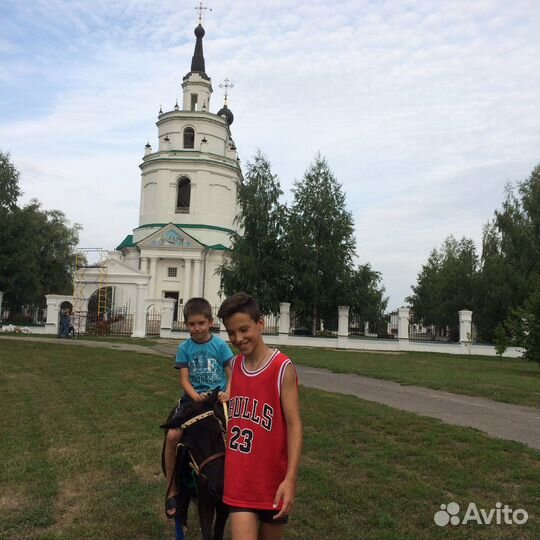 Пони с жеребенком