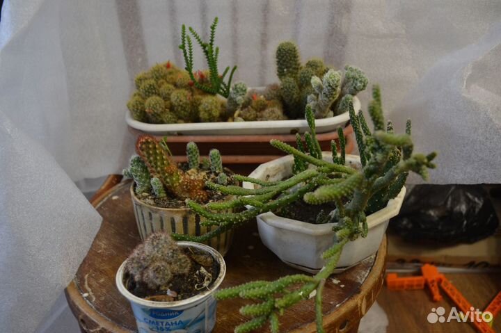 Кактусы, Семейство ластовневые, Гуэрнии мамилляри