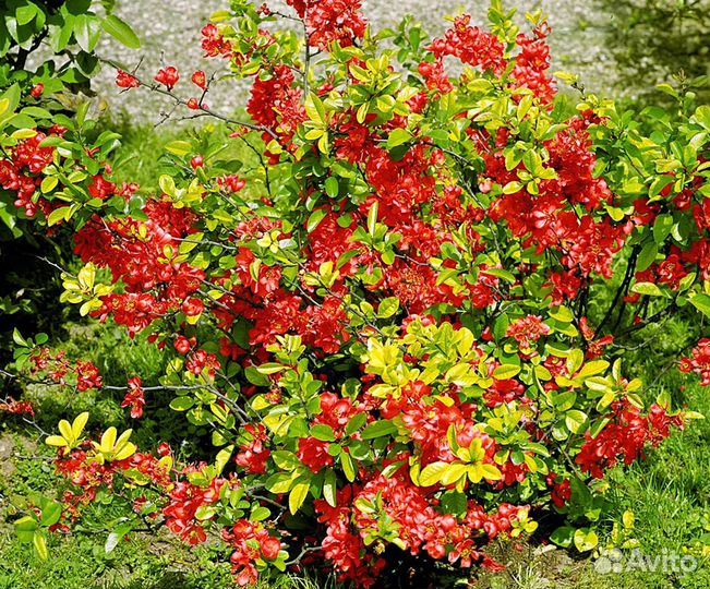 Айва японская Хеномелес отростки саженцы
