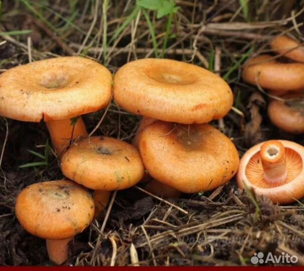 Грибы рыжики, и маслята, свежие, сбор под заказ