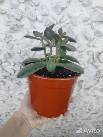 Толстянка Крассула Денежное дерево