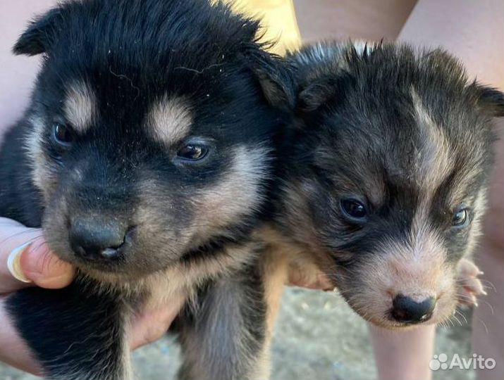 Щенки хаски