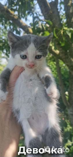 Котята бесплатно