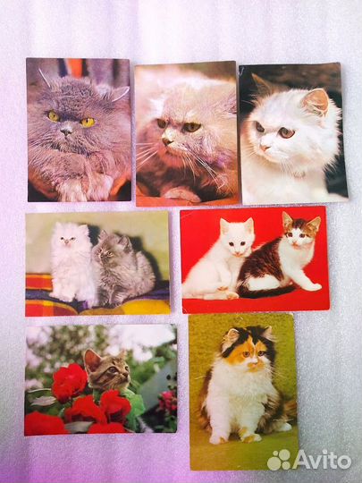 Открытки Кошки