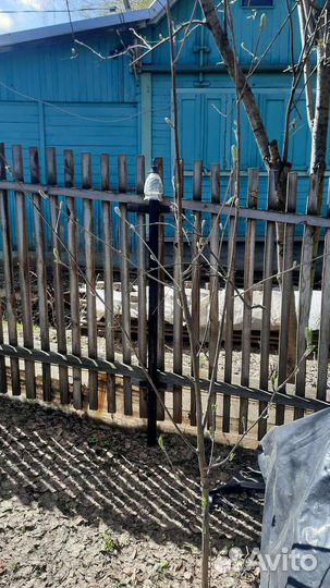 Ирга саженцы