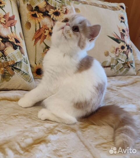 Экзотики Малыш Арлекин