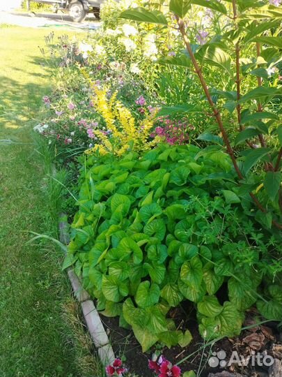 Фиалка садовая белая