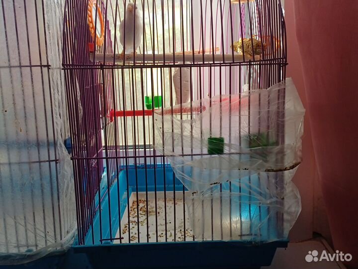 Продаются поющие кеннеры цена догоаорёная