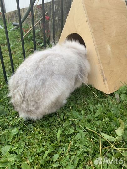 Карликовый вислоухий кролик