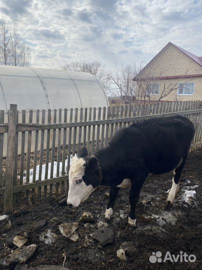 Корова нетель