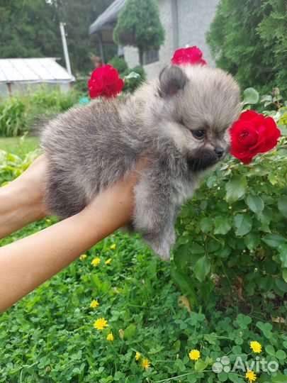 Померанский шпиц мини