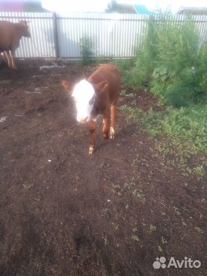 Корова дойная с теленком