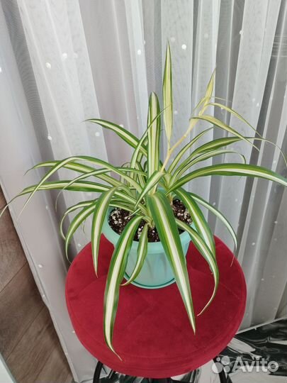 Хлорофитум хохлатый