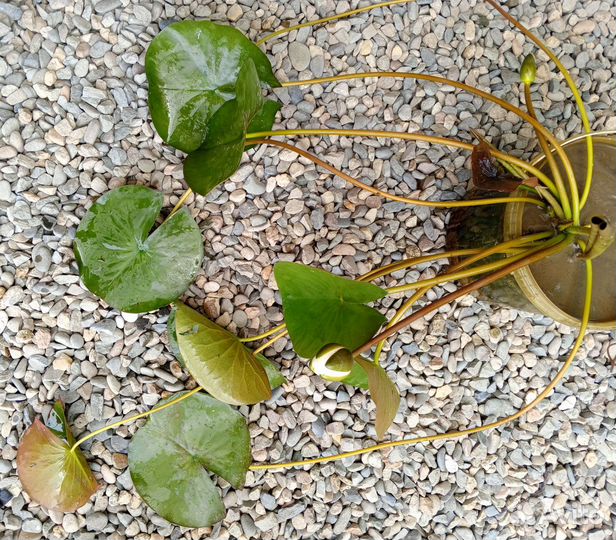 Нимфея белая