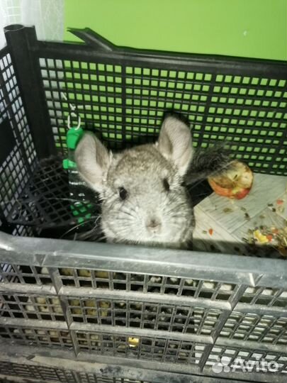 Экзотические животные