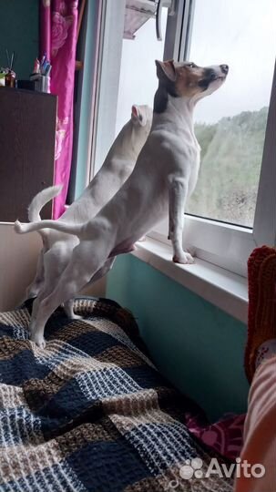 Кабель на вязку, на случку