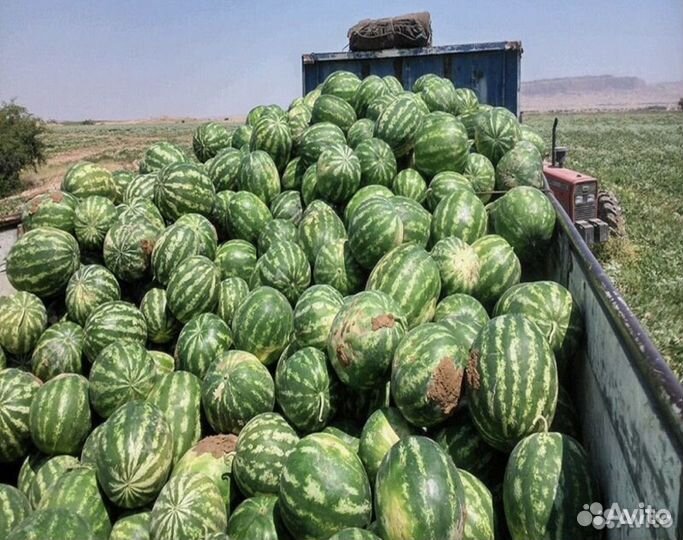 Арбуз оптом