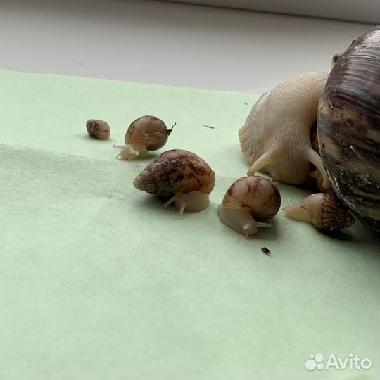 Улитка ахатины