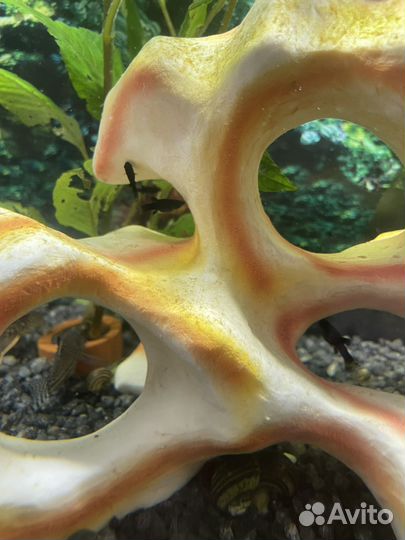 Молинезии черные