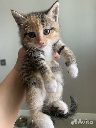 Котенок