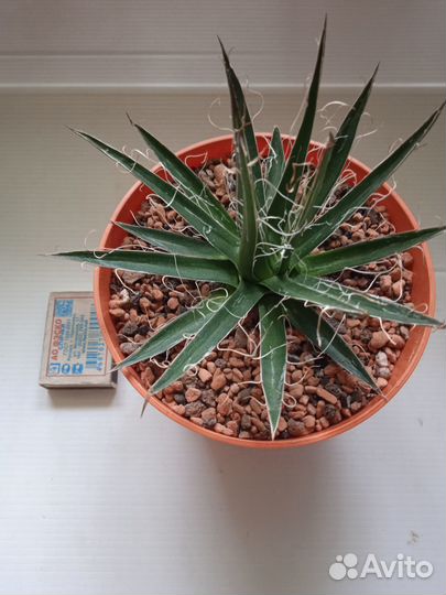 Редкая агава Филифера,доставка