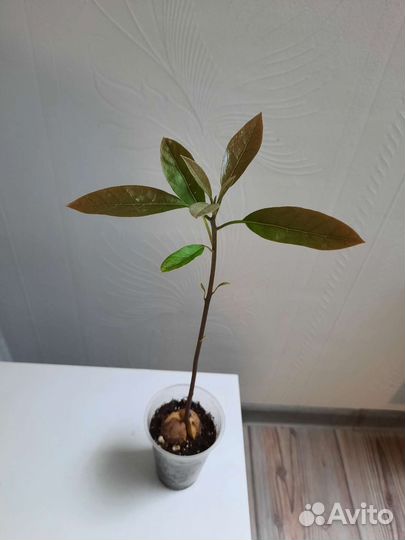 Авокадо саженец