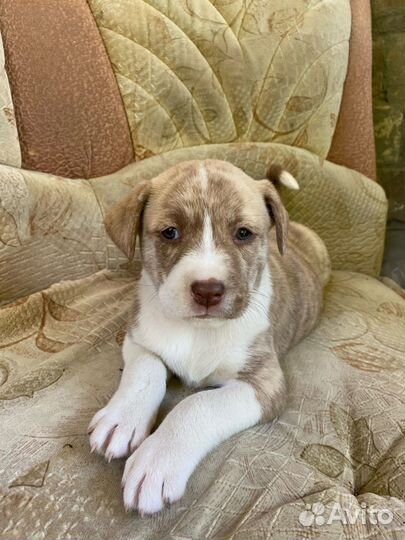 Щенки в добрые руки